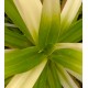 Pandanus veitchii - White form