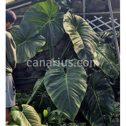 Philodendron x 'BGB' 