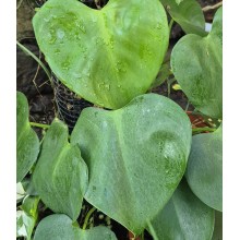 Philodendron microstictum