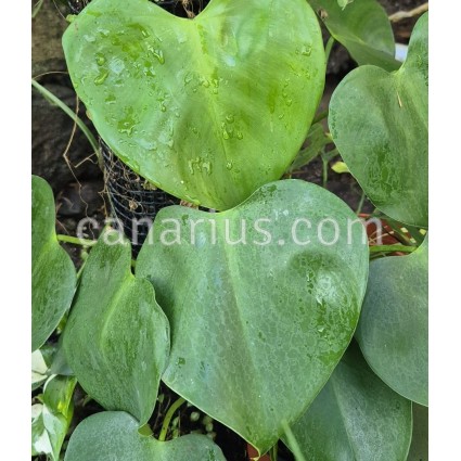 Philodendron microstictum