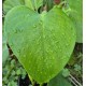 Philodendron microstictum