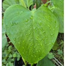 Philodendron microstictum