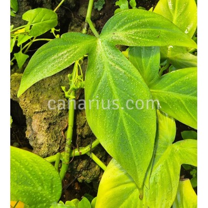 Philodendron camposportoanum