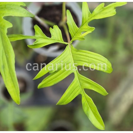 Philodendron pedatum 'Quercifolium'