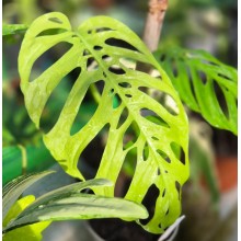 Monstera adansonii 'Double Window'