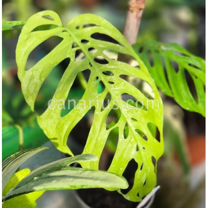 Monstera adansonii 'Double Window'