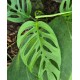 Monstera adansonii 'Double Window'