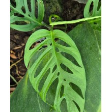 Monstera adansonii 'Double Window'