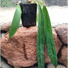 Anthurium wendlingeri