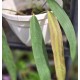 Anthurium wendlingeri