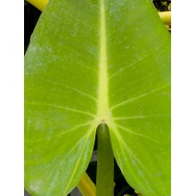 Philodendron sagittifolium