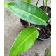 Philodendron reneauxii