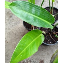 Philodendron reneauxii