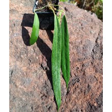 Anthurium wendlingeri