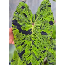 Colocasia esculenta 'Black Marble'