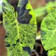 Colocasia esculenta 'Black Marble'