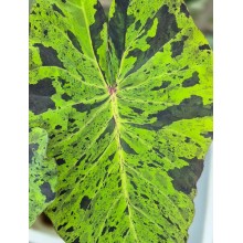 Colocasia esculenta 'Black Marble'