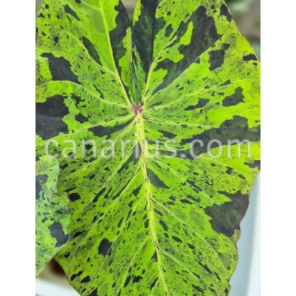 Colocasia esculenta 'Black Marble'