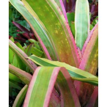 Aechmea leptantha albo marginata