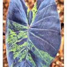 Colocasia esculenta 'Black Marble'