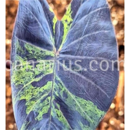 Colocasia esculenta 'Black Marble'