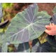 Colocasia esculenta 'Black Marble'