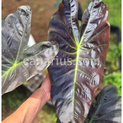 Colocasia esculenta 'Aloha'