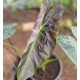 Colocasia esculenta 'Aloha'