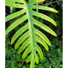 Philodendron elegans