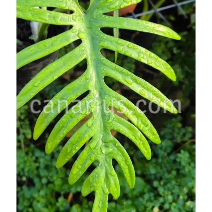 Philodendron elegans