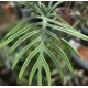 Philodendron elegans