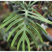 Philodendron elegans