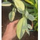 Philodendron hastatum 'Variegatum'