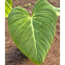 Philodendron x 'Glorious' 