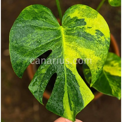 Monstera deliciosa 'Aurea'