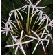 Crinum firmifolium x hildebrandtii