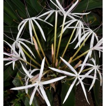 Crinum firmifolium x hildebrandtii