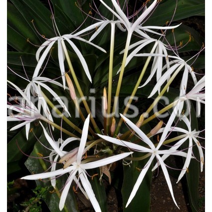 Crinum firmifolium x hildebrandtii