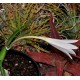 Crinum piliferum