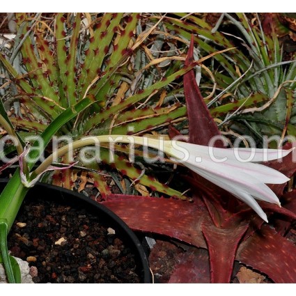 Crinum piliferum