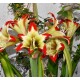 Hippeastrum nelsonii