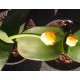 Haemanthus deformis 'Latus Folius'