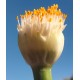 Haemanthus deformis 'Latus Folius'