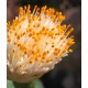 Haemanthus deformis 'Latus Folius'