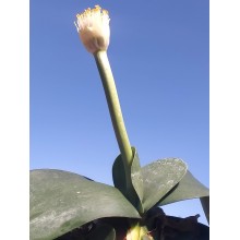 Haemanthus deformis 'Latus Folius'