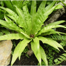 Asplenium nidus