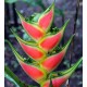 Heliconia wagneriana 