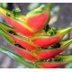 Heliconia wagneriana 