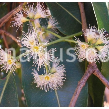  Syzygium cumini