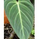 Philodendron x 'Glorious' 